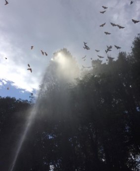 Jerrabomberra Rural Fire Service volunteers joined forces with ACT Wildlife to cool off the Commonwealth Park flying fox colony during the heatwave.?
