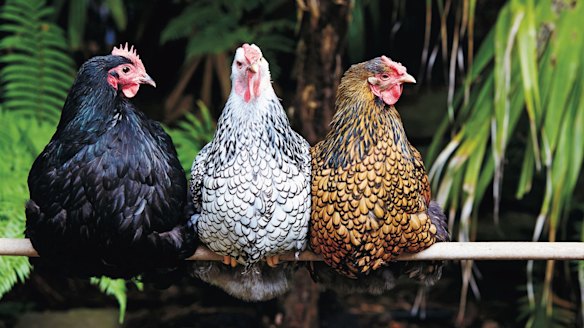 Backyard chooks: world's easiest pet or ethical minefield?
