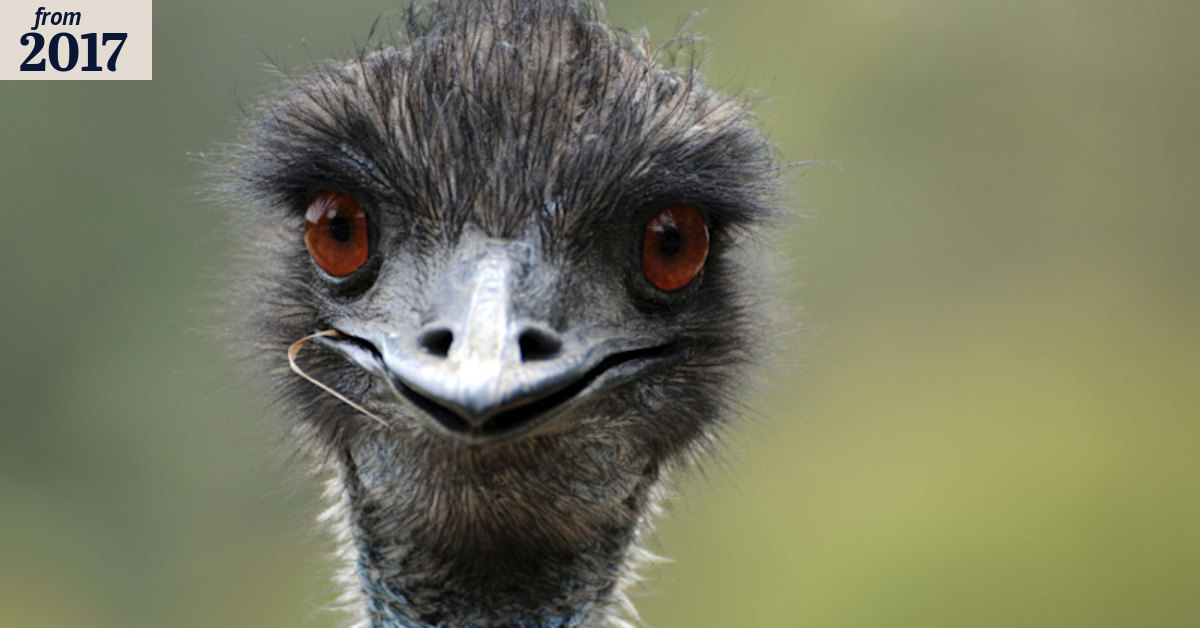 Runaway emu dies after 'arrest' near Princes Highway at Newborough