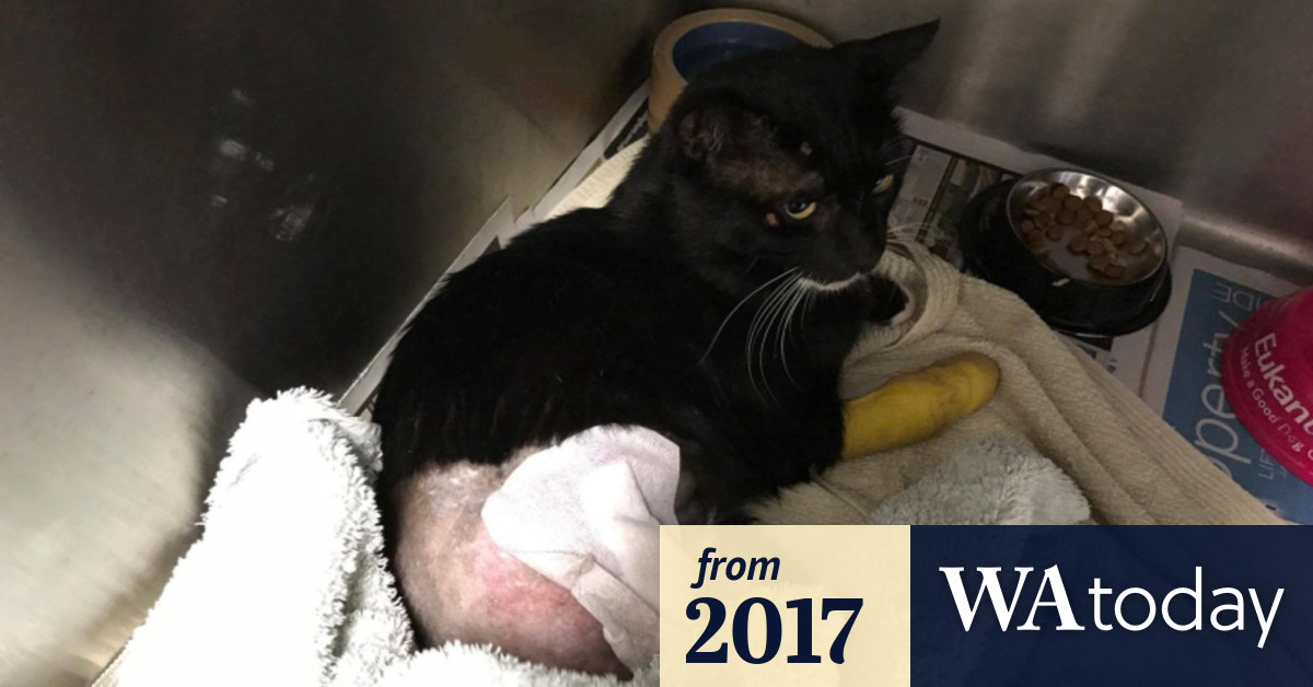 Hanging On By A Thread Perth Woman Warns Of Cat Trapping Dangers