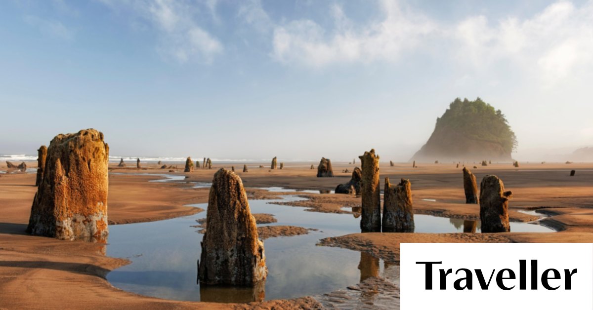 Oregon beach's rare low tide phenomenon The Neskowin Ghost Forest