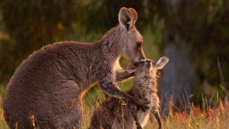 Doubts Over Kangaroo Culling Science
