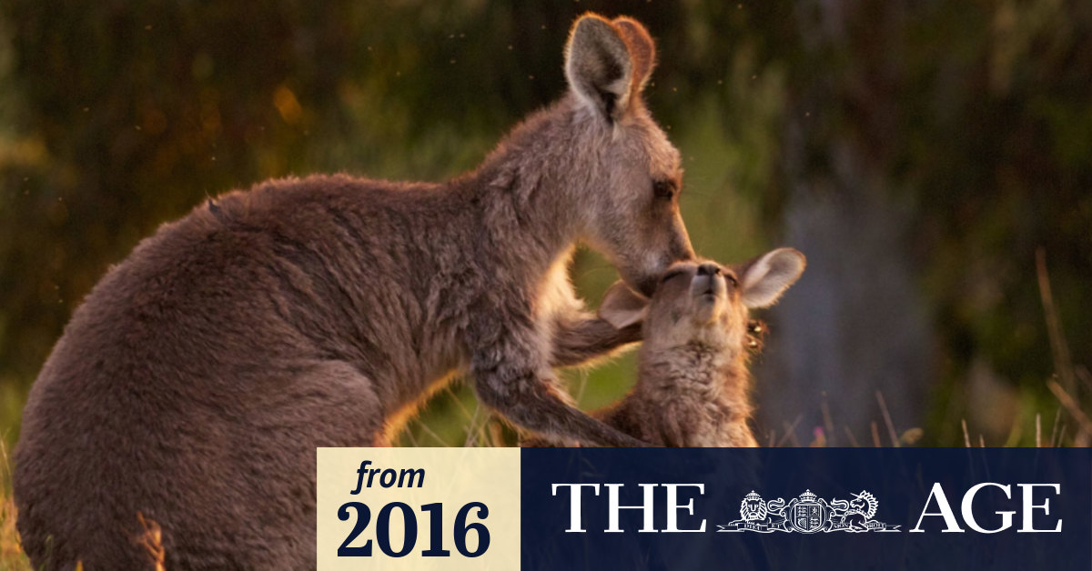 Doubts Over Kangaroo Culling Science