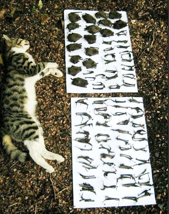 The voracious appetite of a feral cat is revealed by all the creatures it has eaten laid out beside it. 