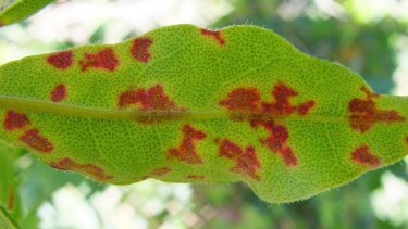 Myrtle rust infects the leaves of susceptible plants, particularly in moist regions.