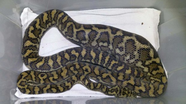 Ben Hanson said the snake would be released in a month after it had digested its meal.