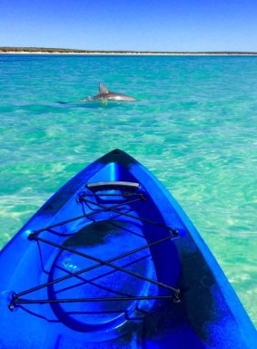 Shark Ark believes sharks can be as big a tourism asset as the Monkey Mia dolphins. 