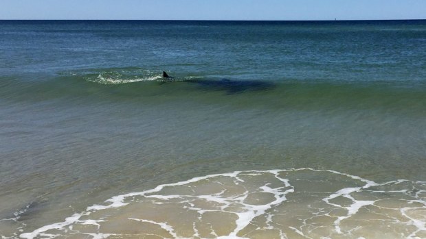 A shark spotted swimming in the shallows near Lennox Head on October 1.