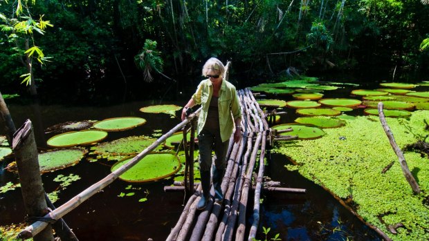 A tourist crosses a bridge over a lake filled with giant Amazon water lilies.