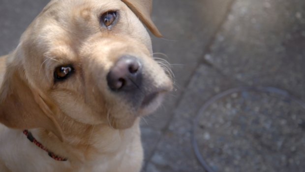 Pick of the Litter follows a litter of labrador pups aiming to become guide dogs.