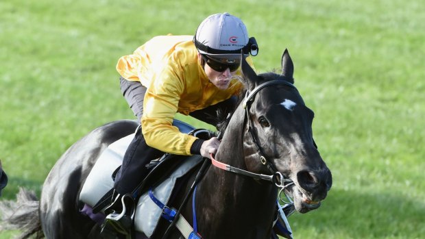 Confident: Brazen Beau will contest the July Cup at Newmarket on Sunday, Australian time, with Chris Waller's confidence growing.