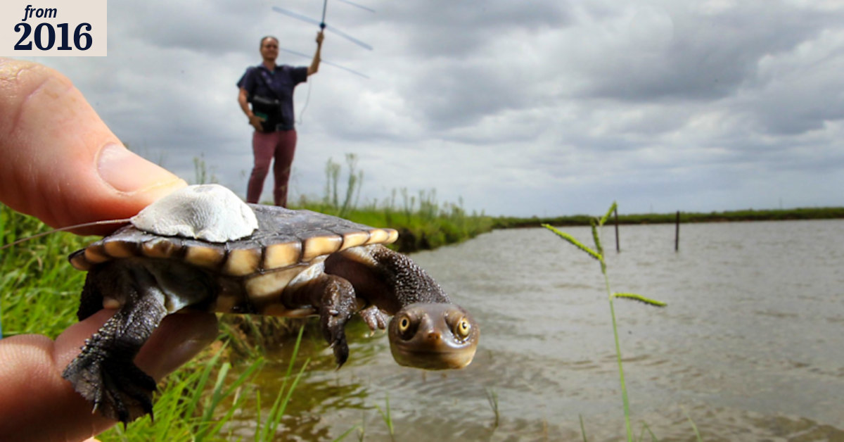 A cautious smile as native turtles given a helping hand