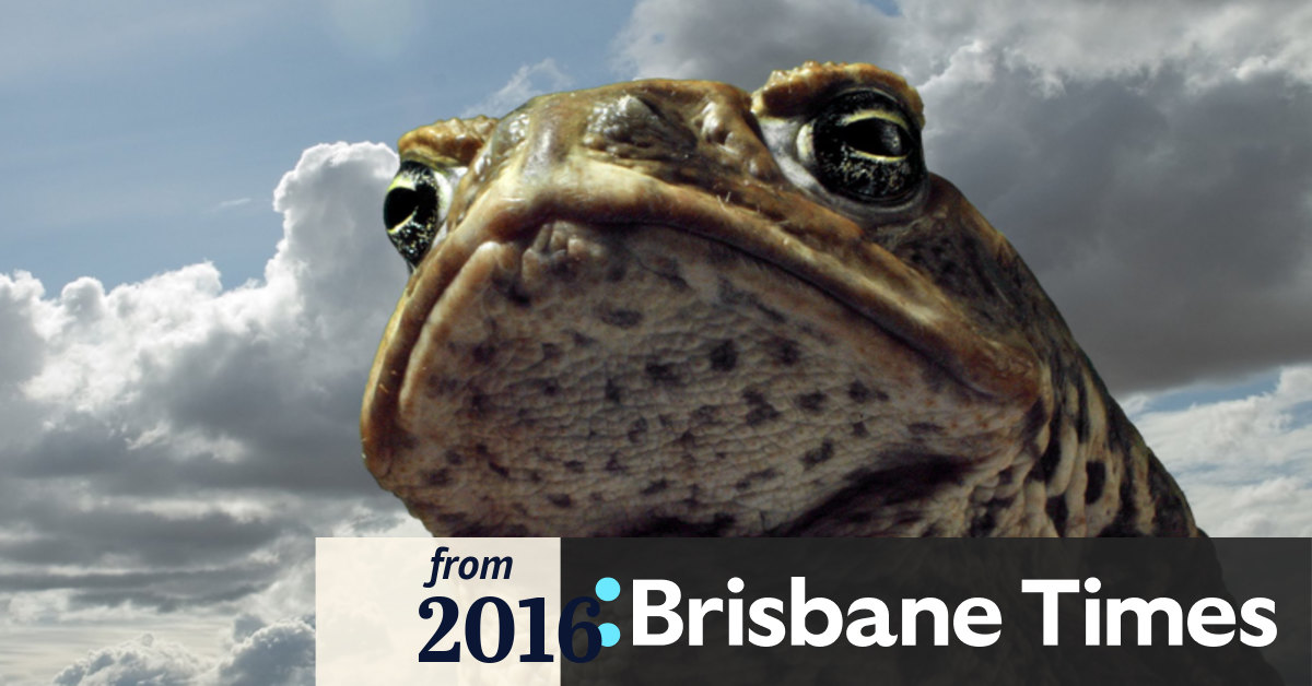 Australia Day Cane Toad Races Cancelled