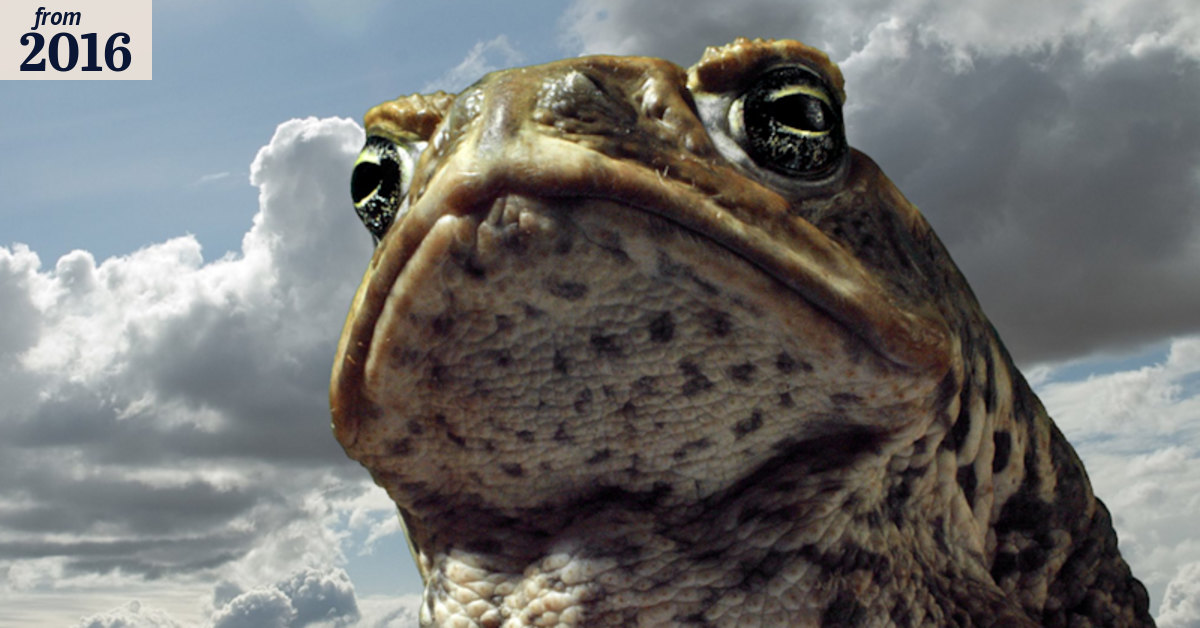 Australia Day cane toad races cancelled
