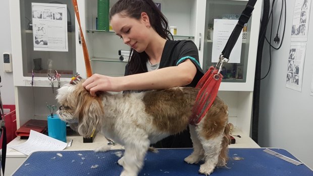 Canberra dog groomer Caitlin Howship is excited to show her creative skills in the ACT competition .