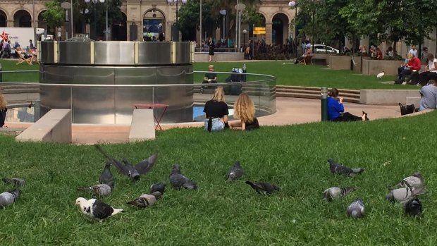 Professor Whitby said people shouldn't be too worried about the risk of disease from pigeons in south-east Queensland, given the small number of cryptococcal meningitis cases.