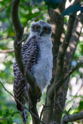 Local residents in Beecroft have kept a close watch on Mikey through the Powerful Owl Project, a bird-watching group.