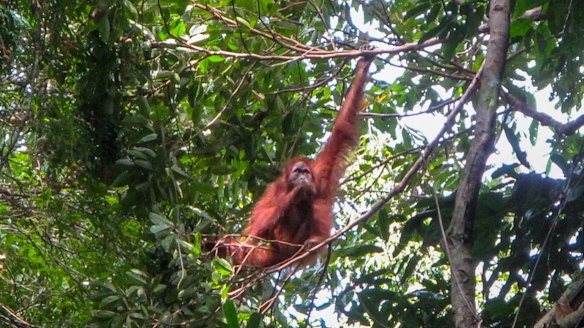 An orang-utan in the Gunung Leuser National Park on Sumatra.