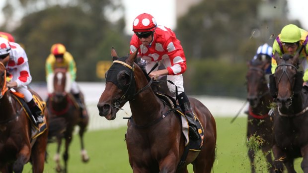 Hopeful: Trainer Gerald Ryan is hoping Bachman can salute at Randwick on Saturday.