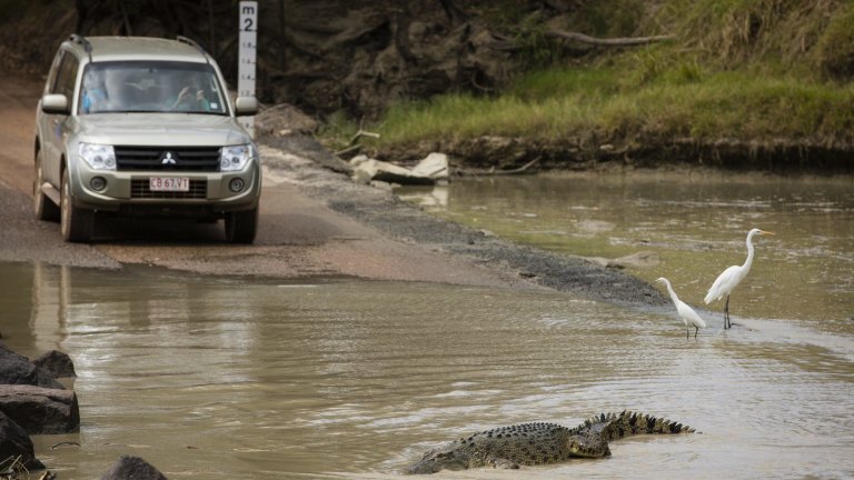 Saltwater crocodiles congregate for feeding frenzy near Kakadu