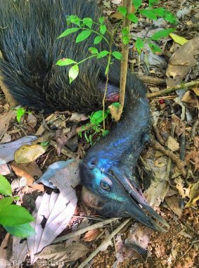 There are reports of at least six cassowaries killed between Mission and Bramston Beach this year.