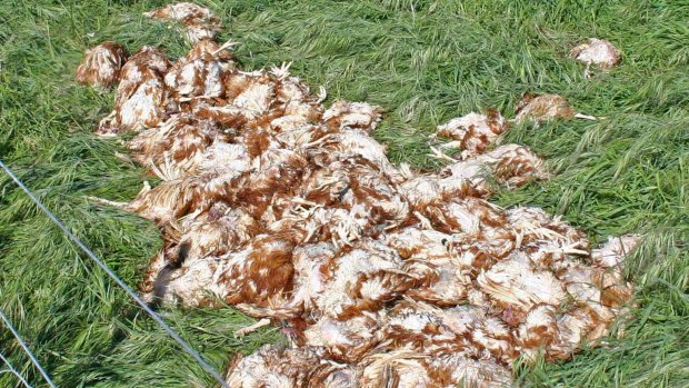 Dead laying hens at Swan Valley Egg Farm, Carabooda. 