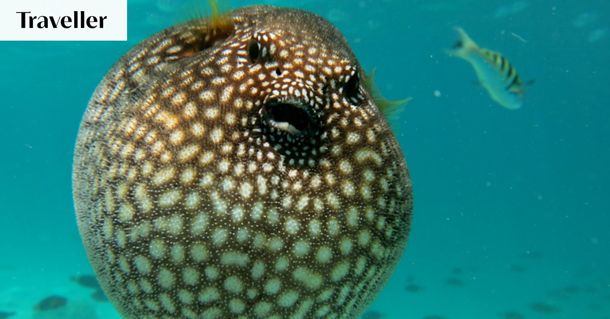 What's the attraction of Japan's deadly fugu fish?