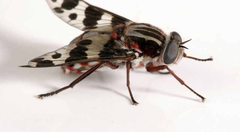 Fly season: What to know about Australia's most common flies and how to  keep them away - ABC News