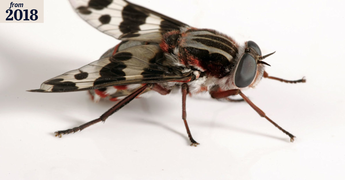 Why do we have so many flies in Australia? Here's swat's what