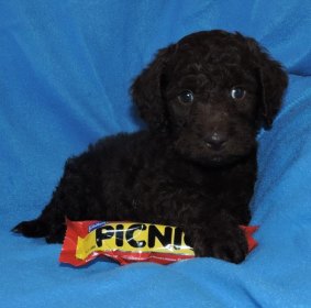 A labradoodle puppy that had been advertised for sale by the business.