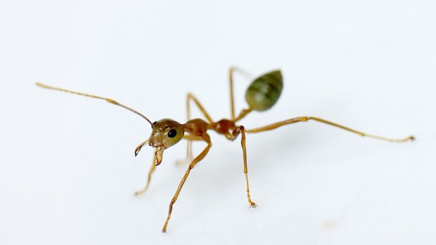 Ants, like humans, use indoor toilets.