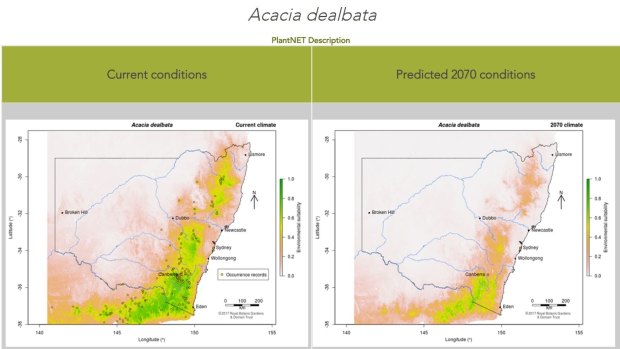 Restore & Renew land restoration planning maps for the wattle species Acacia dealbata, showing optimum planting sites now and expected in 2070 based on IPCC data.