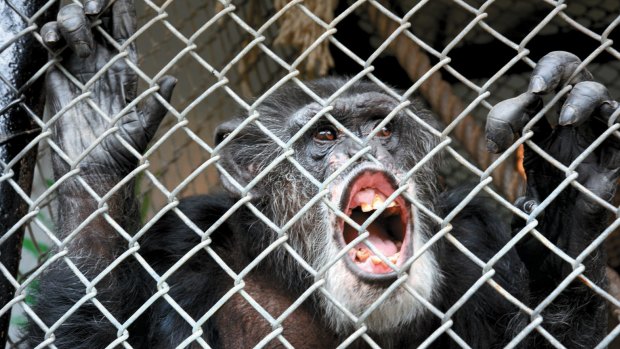 Former circus performer Tommy in a cage at a trailer lot in Gloversville, New York.