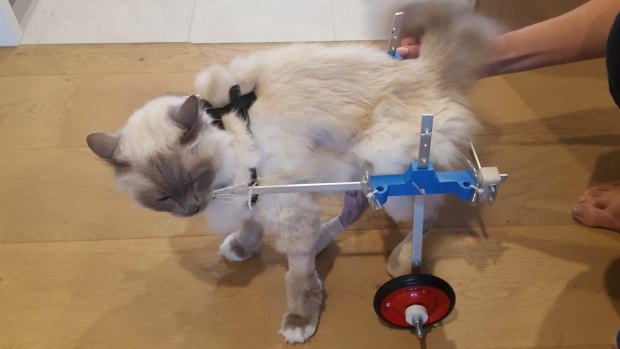 Mozart the cat uses his 3D-printed wheelchair after breaking the bones in his back feet. 