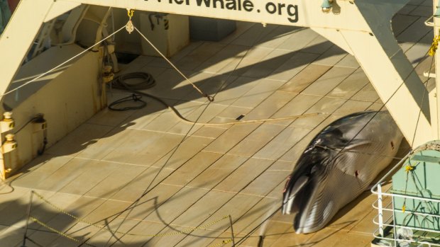 A Sea Shepherd helicopter has tracked Japan's whaling fleet.
