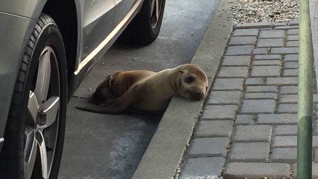 The stranded sea lion pup, Rubbish, lying next to a car on a San Francisco street.