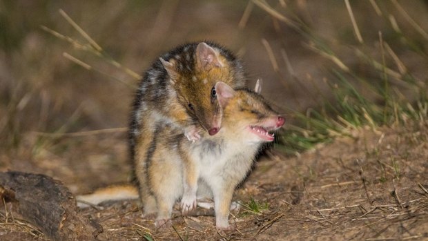 The baby Eastern Quolls practice hunting on each other.