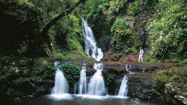 Queensland is inching closer to its goal of having 17 per cent of the state declared a protected area by 2035, with the Governor signing off on another 474 hectares becoming national and state parks. 586.6 hectares has been added to Lamington National Park.