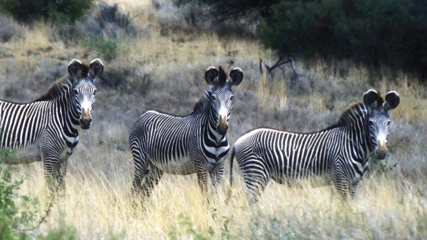 The Grevy's zebra is the largest of all wild equines. The stripes are narrow and close set, but broader on the neck.
