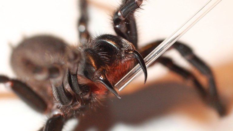Snakes Spiders Jellyfish Nope Australia S Most Dangerous Animal Is The Bee