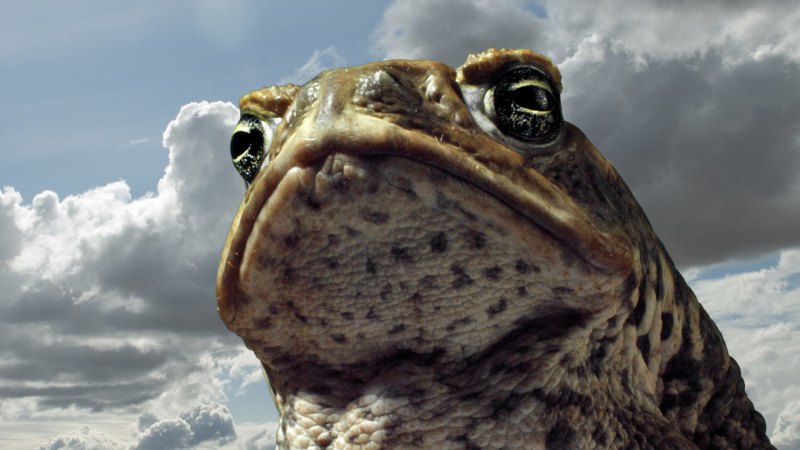 Here is a quick tutorial on how to rig the mutant toad, a quick