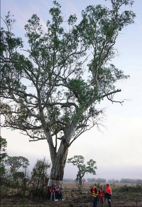 The ancient river red gum at the centre of a protest.