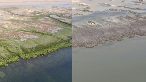 The mangrove wipeout could have multiple impacts, including the loss of fisheries worth hundreds of millions of dollars and more coastal erosion because of the loss of forest protection.