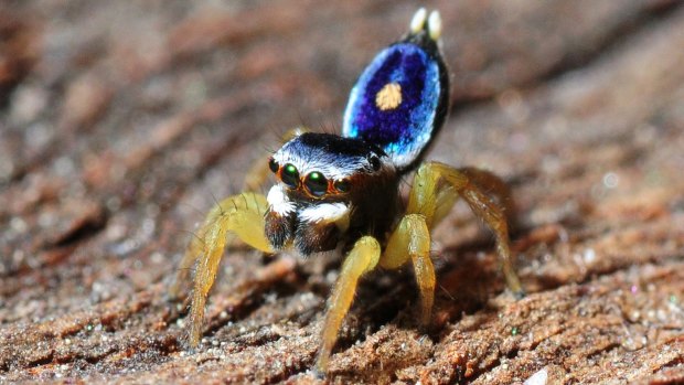 Saratus hesperus spider discovered in Canberra by Stuart Harris
