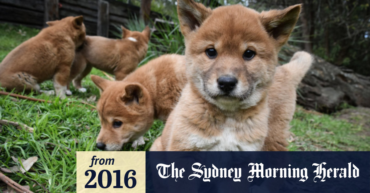 Dingo Puppies Born At Australian Reptile Park