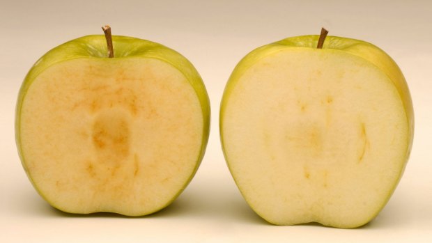 A genetically modified arctic granny apple, right, doesn't brown like a conventional granny apple, left. 