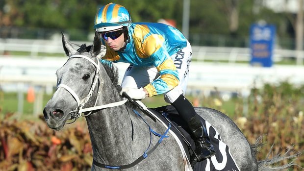 Shining light: Chris Waller's Silverball is a strong chance in the Premier's Cup at Rosehill.