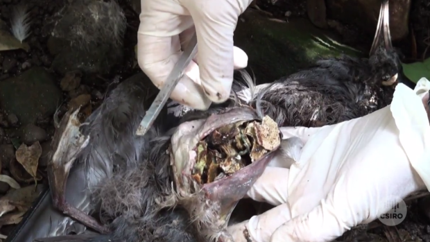 Bird autopsy reveals extensive plastic collected in its innards.