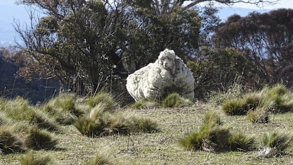 The large sheep on Mulligans Flat. 