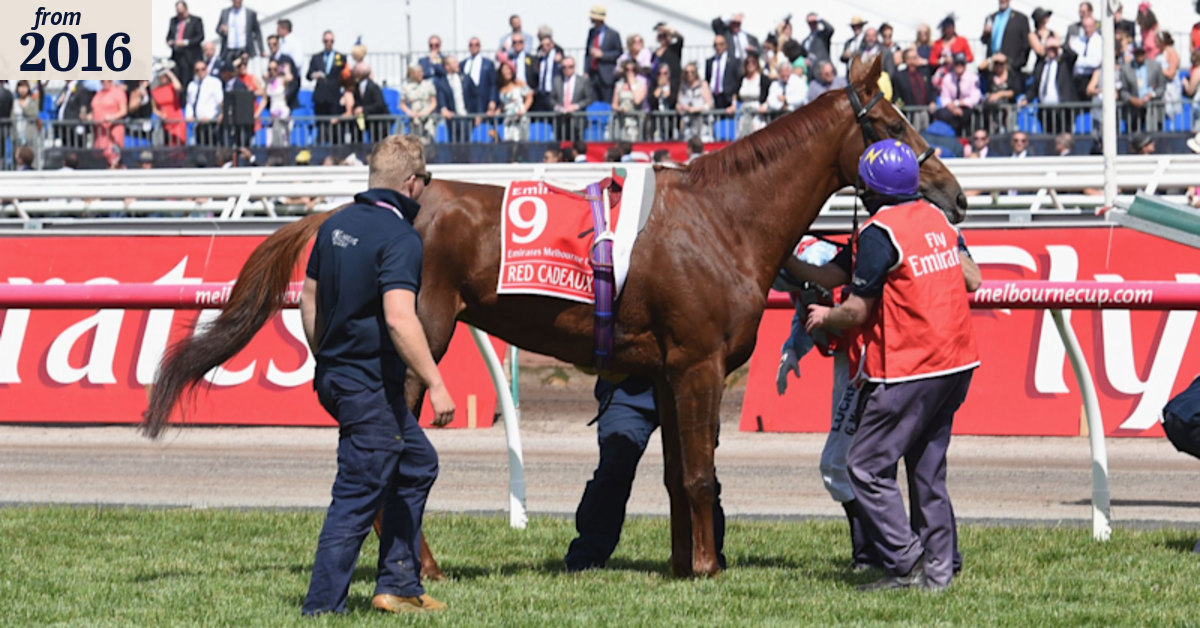 Melbourne Cup 2016: Equine Veterinarians Australia president Dr Ian ...
